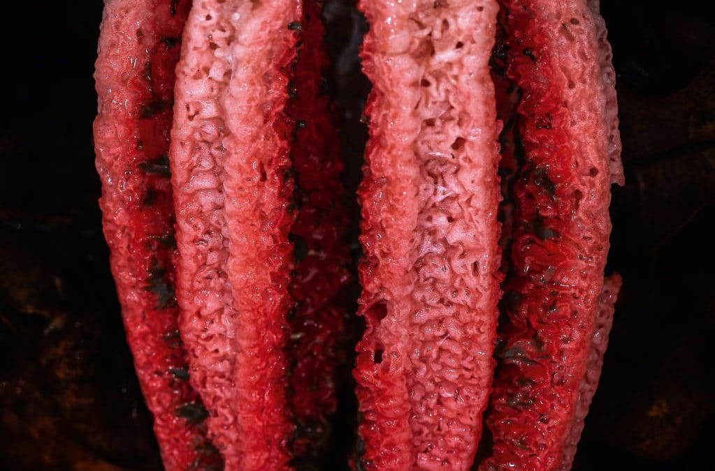 Kraken