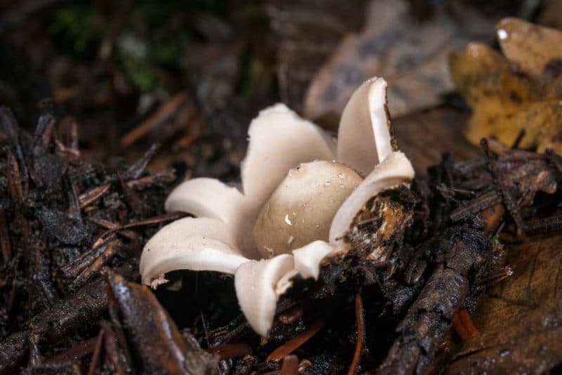 Geastrum fimbriatum