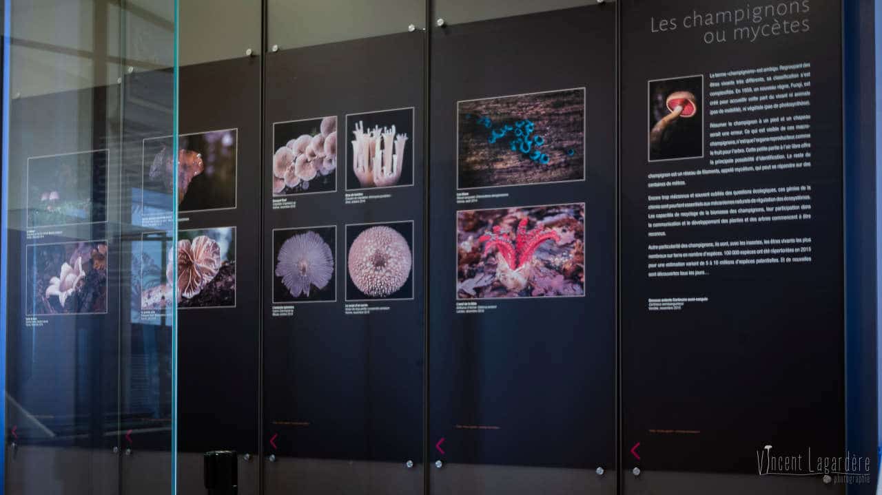 Champignons et cie : Muséum de La Rochelle (en montage) 2021