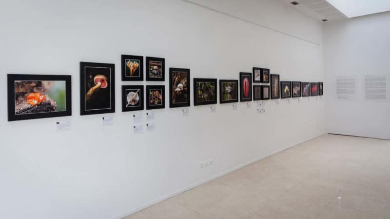 Mystérieux Mycètes : fête de la Nature, St Jean d'Angély, mai 2021