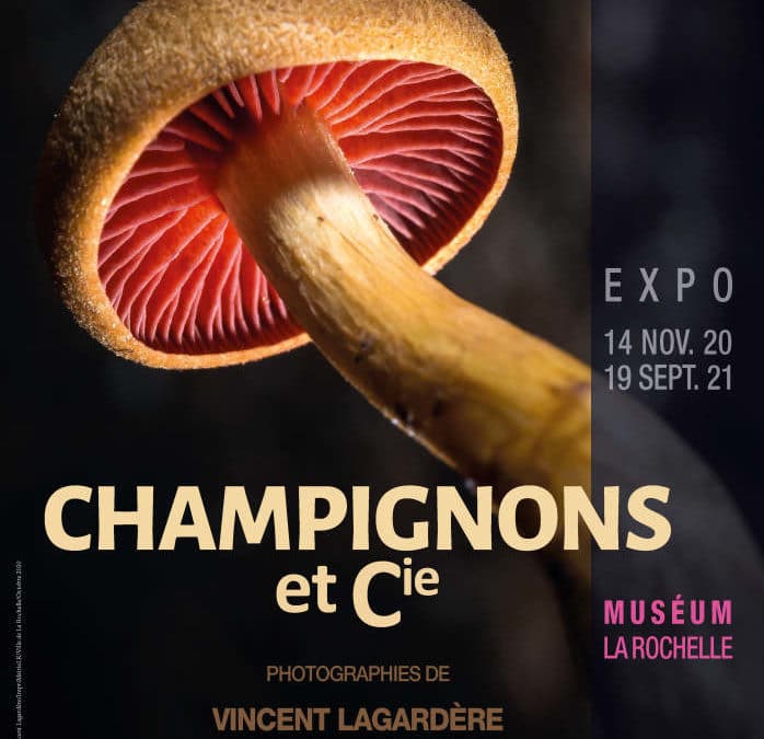 Prolongation Champignons & Cie au muséum de La Rochelle