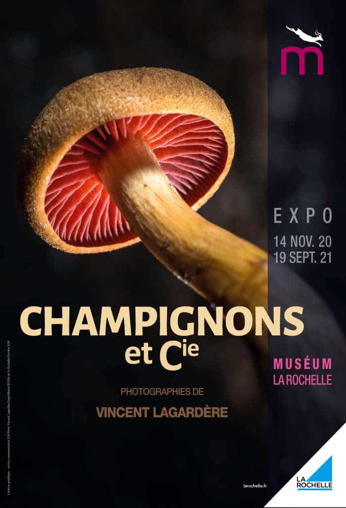 Affiche de Champignons et Cie, Muséum de La Rochelle 2021