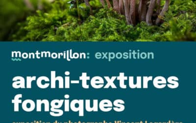 Archi-textures fongiques: expo photo au Musée d’Art et d’Histoire de Montmorillon