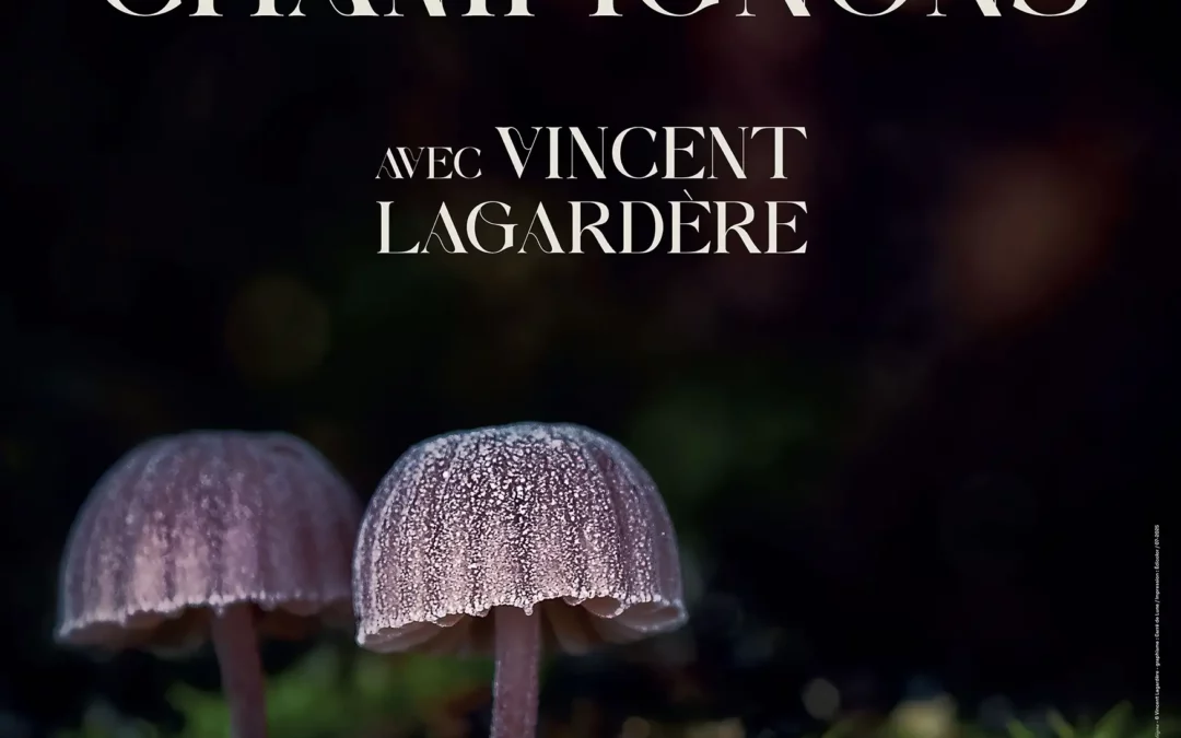 Exposition “Histoires de Champignons” à la maison de l’Environnement (Angers)