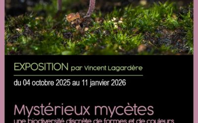 Exposition “Mystérieux Mycètes” au musée l’abbaye de Mauléon (Deux-Sèvres)