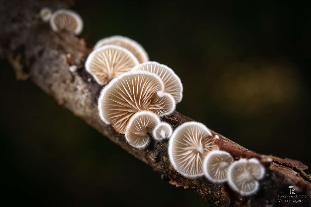 Crepidotus sp