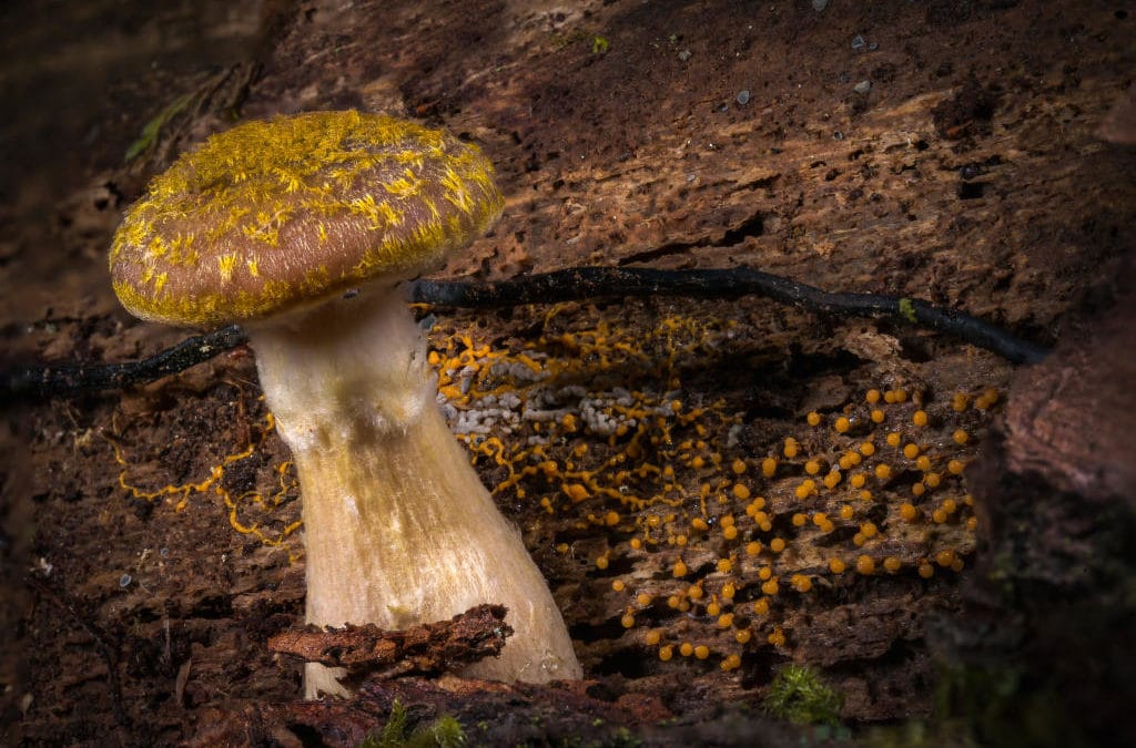 Réseautage en sous-bois