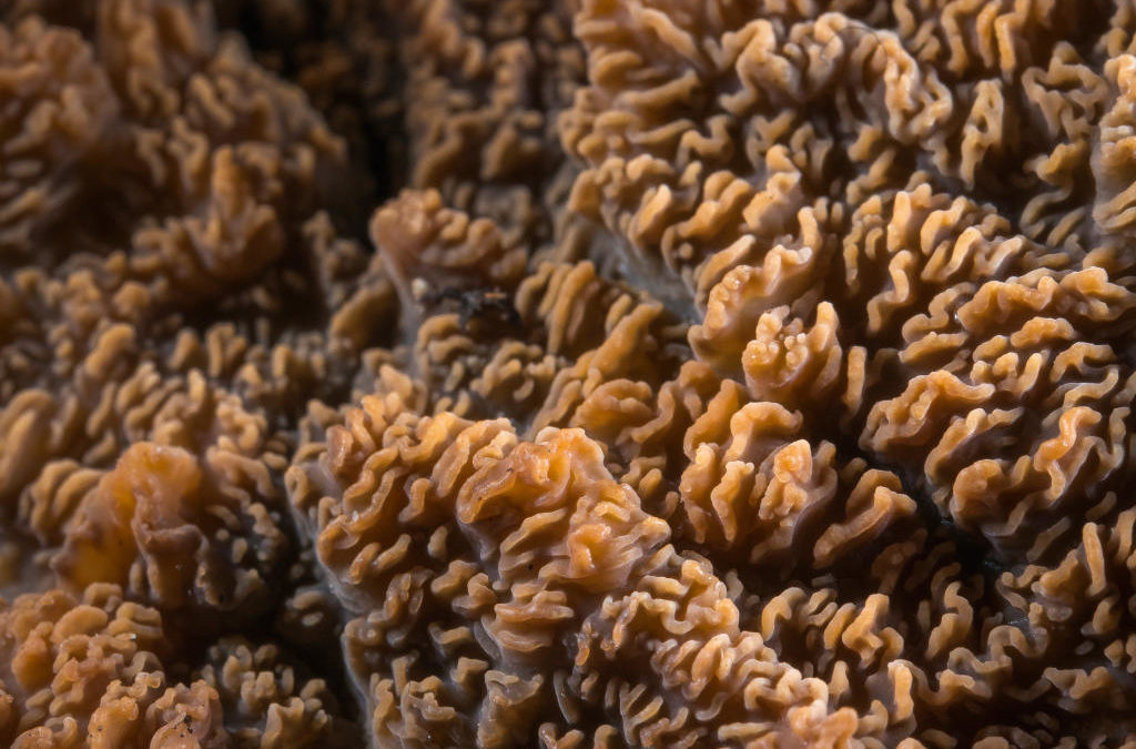 Paysage « sur-marin »