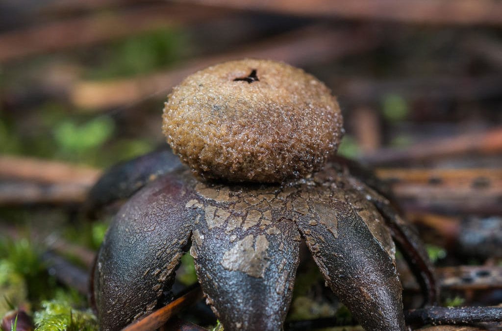 Ils sont parmi nous…