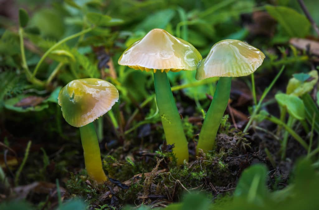 Conversation de trois perruches à ras-de-sol