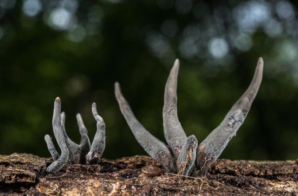 Les doigts de l’homme mort