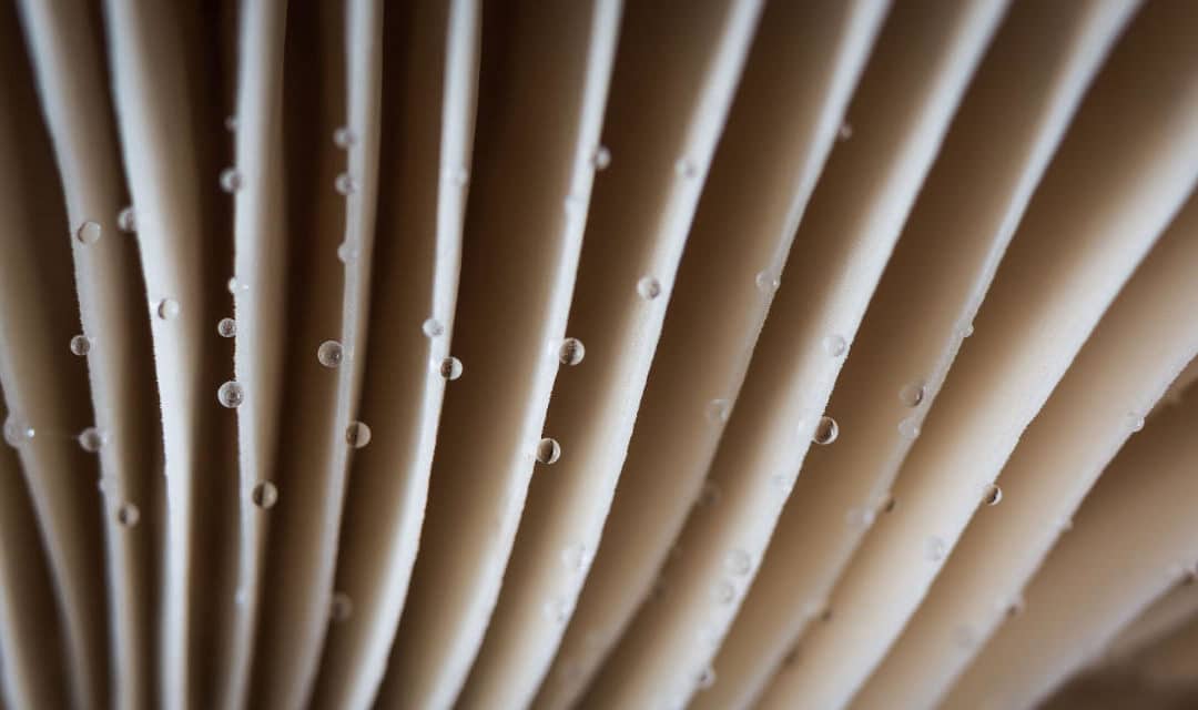 Perles d’eau sur lames