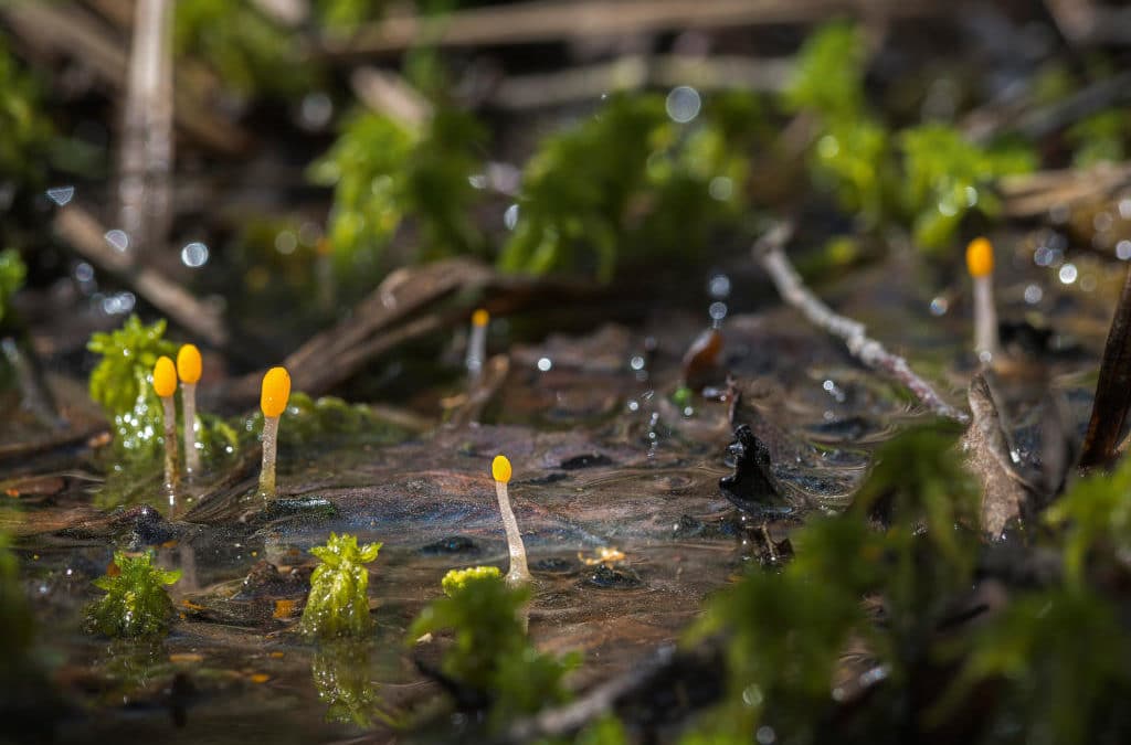 Créatures des marais