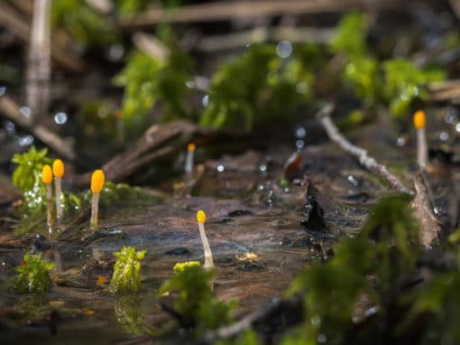 Créatures des marais