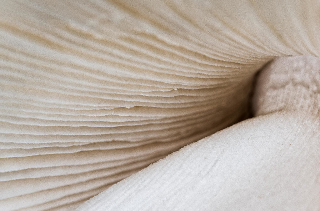 Les dessous de l&rsquo;amanite