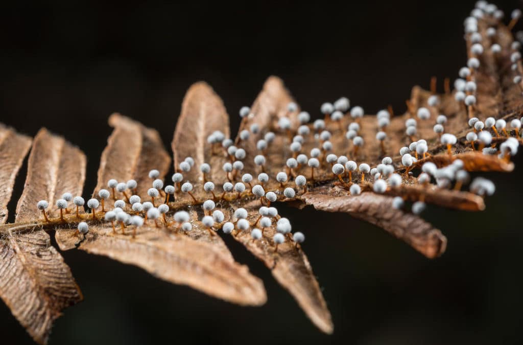 Rassemblement sur feuille de fougère