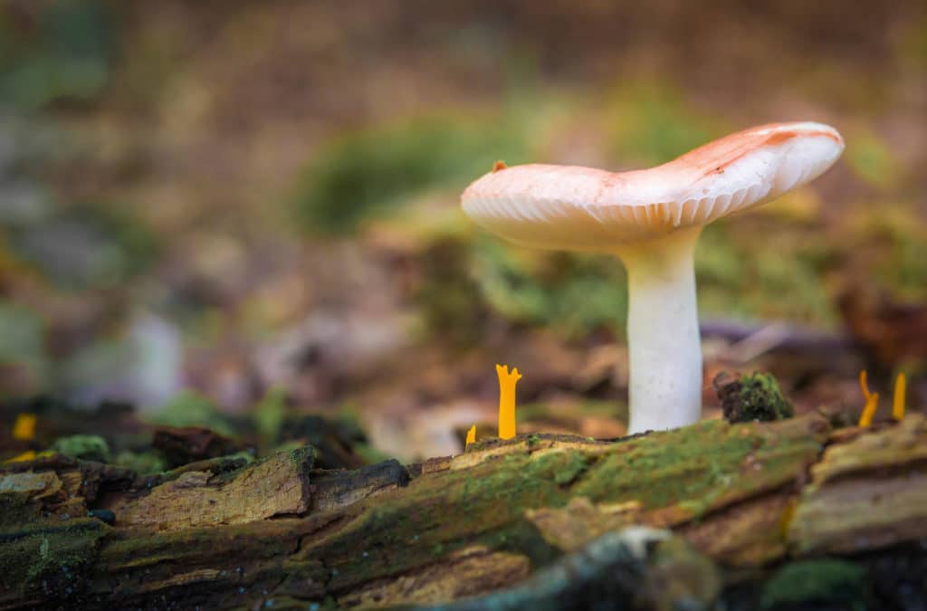 Une cohabitation pacifique