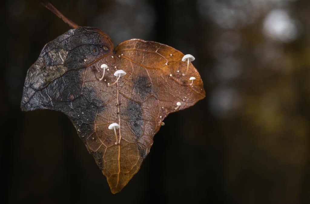 Jeune génération sur vieille feuille
