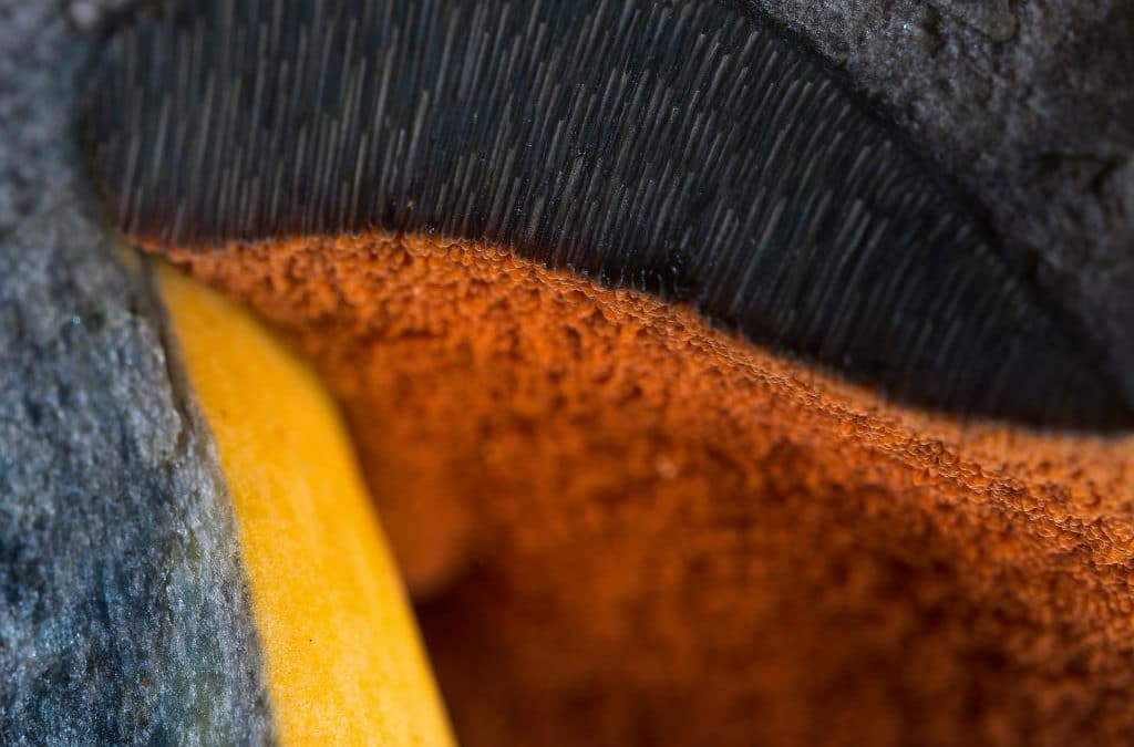 Abstraction fongique