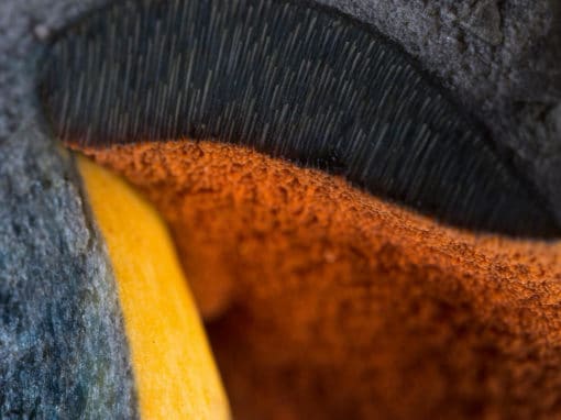 Abstraction fongique