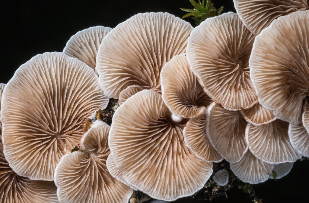 Feu d&rsquo;artifice