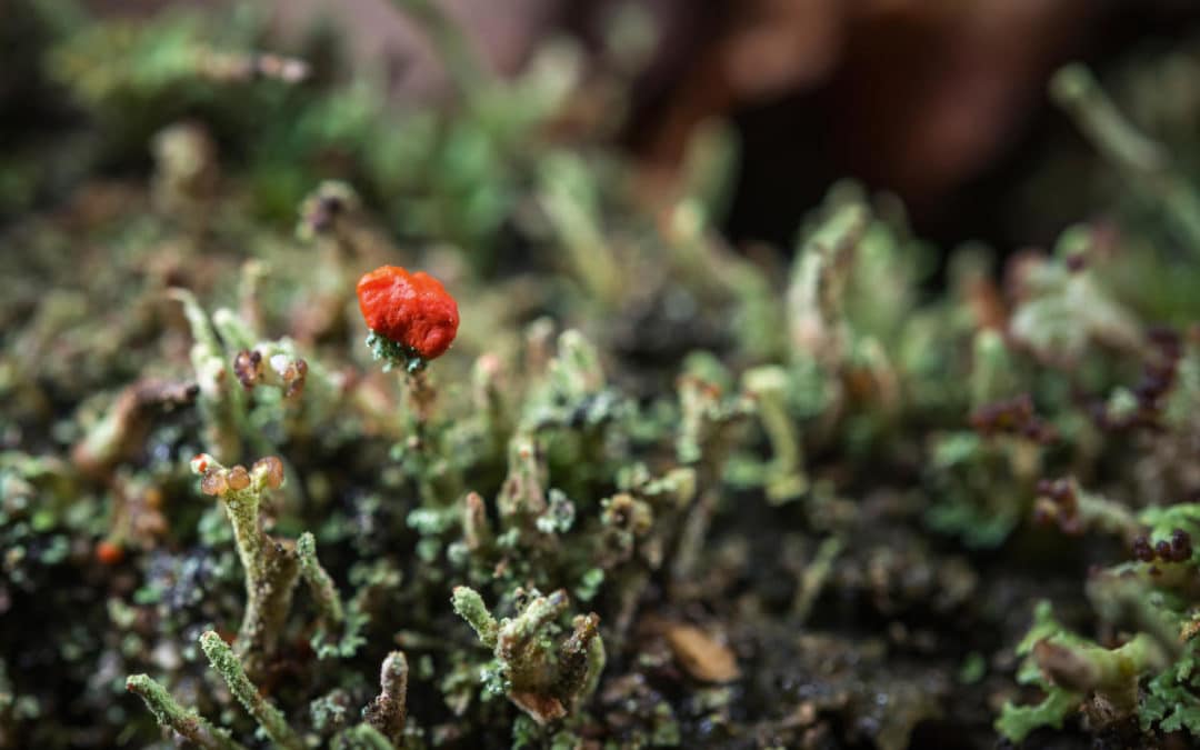 Joli coquelicot nouveau