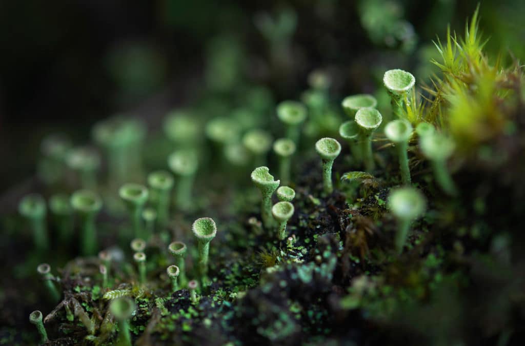 Fanfare de trompettes vertes