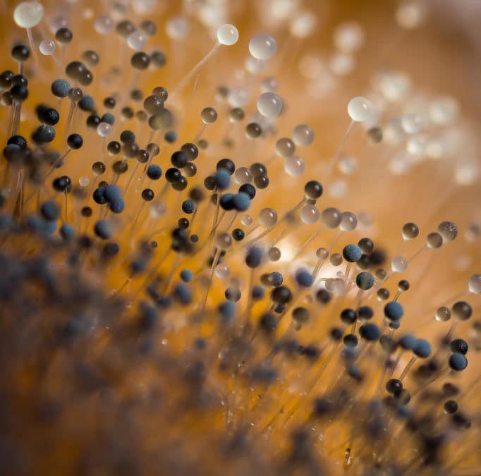 La beauté cachée des laids