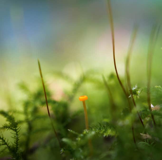 Une aiguille dans une botte de mousse