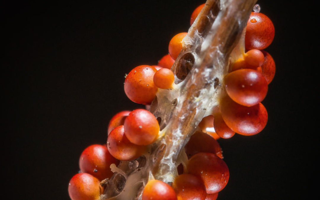 Rassemblement sur une aiguille