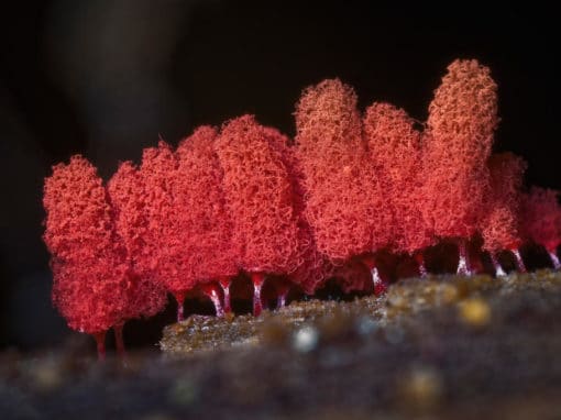 La forêt rousse