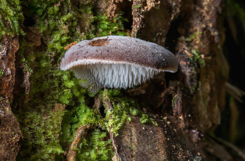 Stalactites fongiques