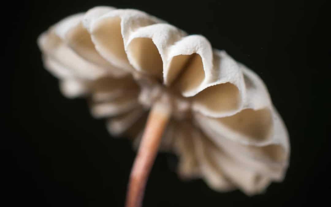 Ceci n&rsquo;est pas une pâquerette…