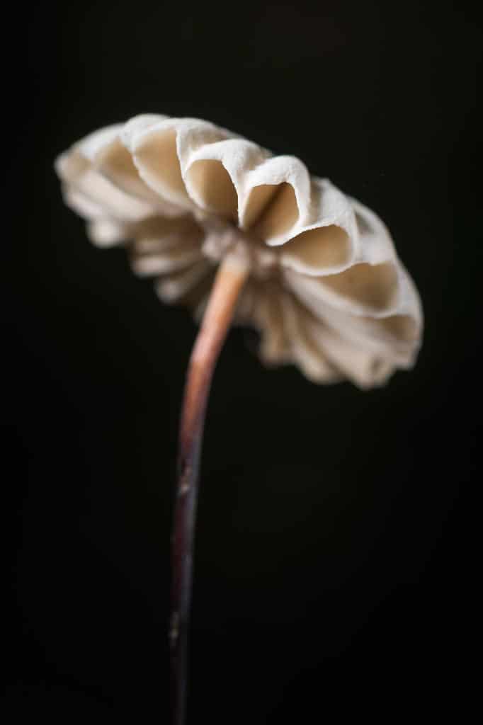 Marasmius rotula – Marasme petite roue