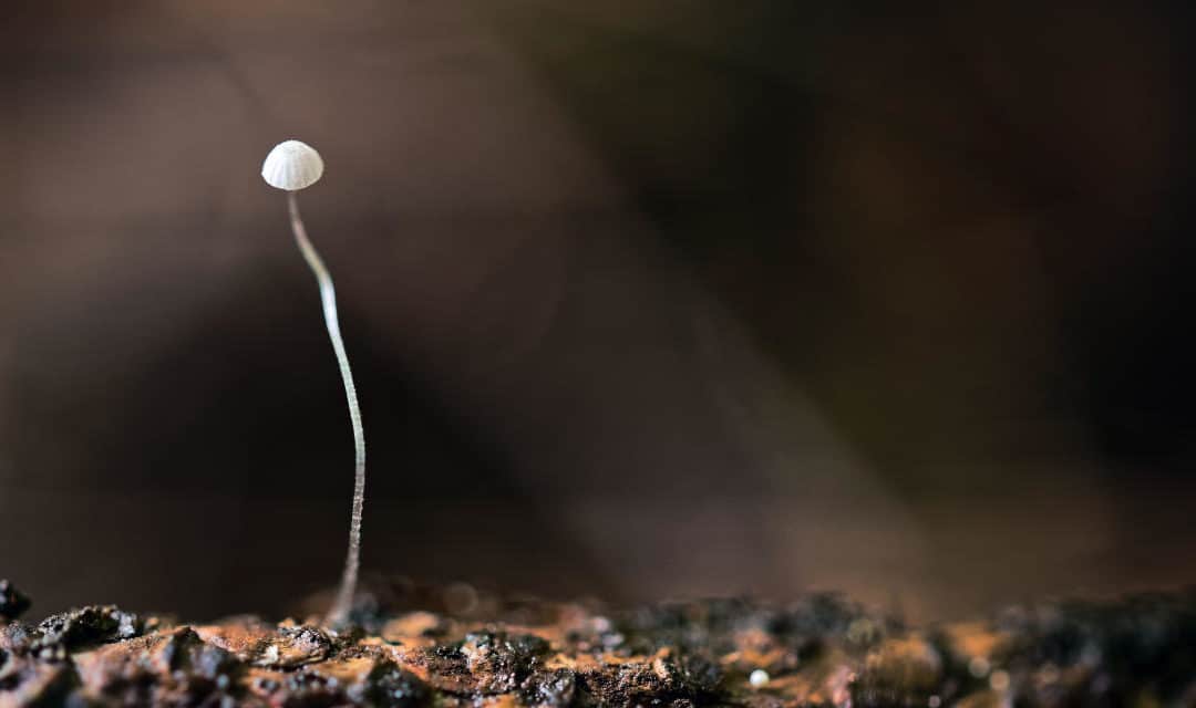 L’équilibriste précaire