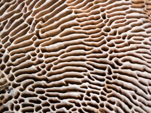 Le labyrinthe