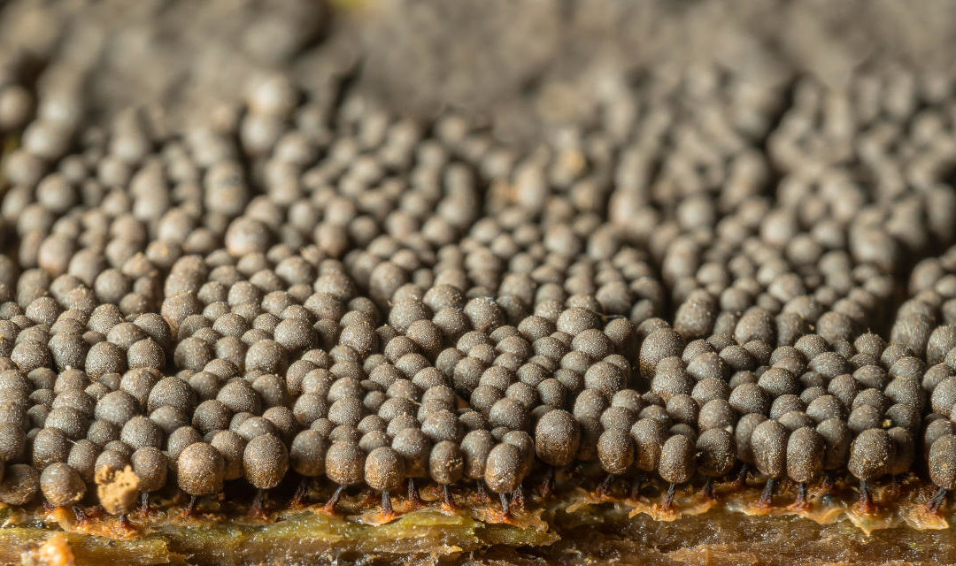 L&rsquo;armée minuscule