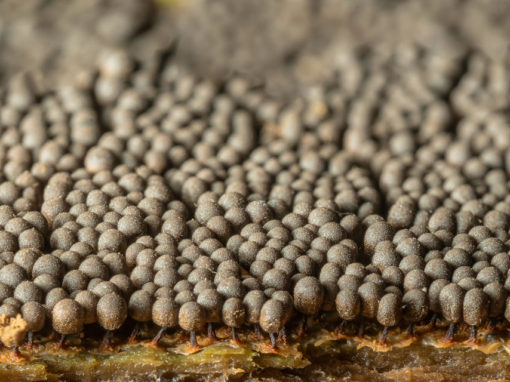 L&rsquo;armée minuscule