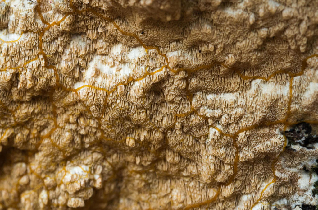 Le myxo sur le mycète