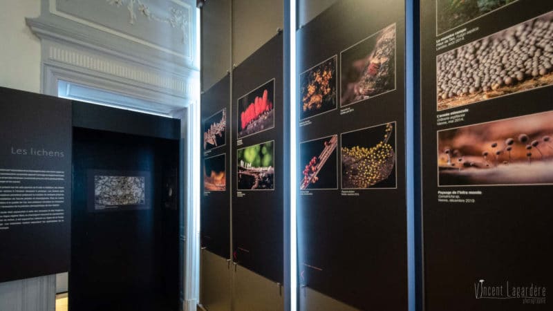 Champignons et cie : Muséum de La Rochelle (en montage) 2021