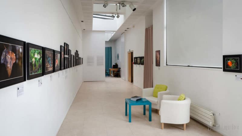 Mystérieux Mycètes : fête de la Nature, St Jean d'Angély, mai 2021