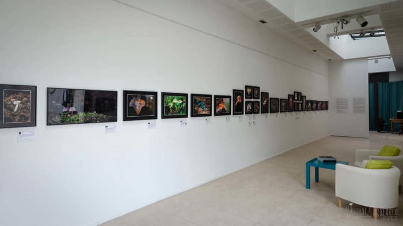 Mystérieux Mycètes : fête de la Nature, St Jean d'Angély, mai 2021