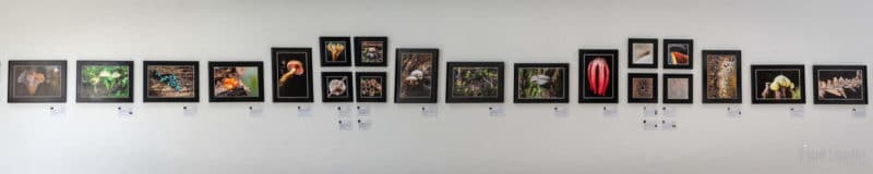 Mystérieux Mycètes : fête de la Nature, St Jean d'Angély, mai 2021