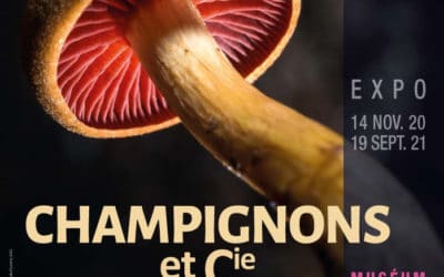 Prolongation Champignons & Cie au muséum de La Rochelle