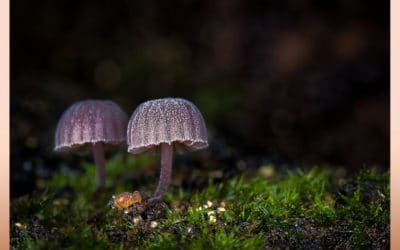 Invité d&rsquo;honneur à l&rsquo;expo photo du Club de Béruges