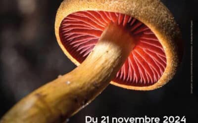 Mystérieux mycètes : expo photo au Musée Bernard-d&rsquo;Agesci de Niort