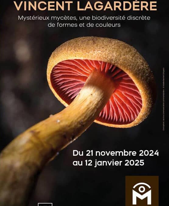 Mystérieux mycètes : expo photo au Musée Bernard-d&rsquo;Agesci de Niort