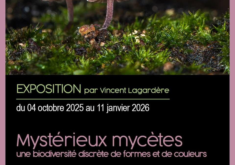 Exposition « Mystérieux Mycètes » au musée l&rsquo;abbaye de Mauléon (Deux-Sèvres)
