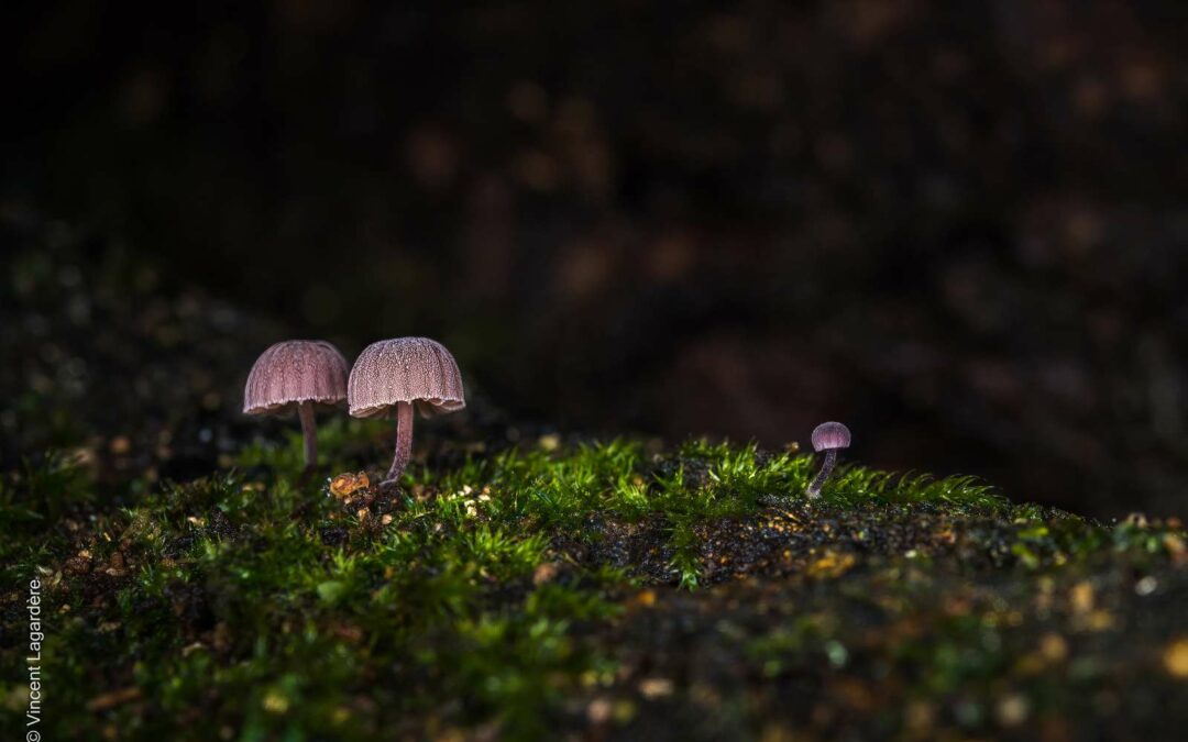 Exposition “Histoires de Champignons” à la maison du lac de Grand-lieu (Angers)